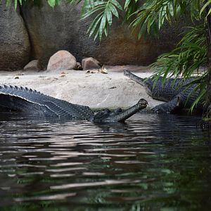 Gharials