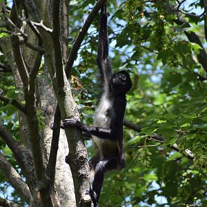 Mexican spider monkey