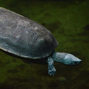 Norther river terrapin