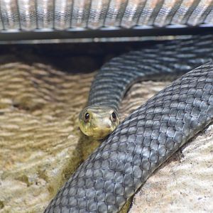 Eastern Montpellier snake