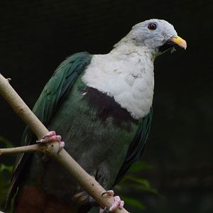 Black-chinned fruit dove