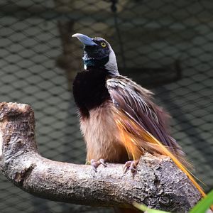 Raggiana bird-of-paradise
