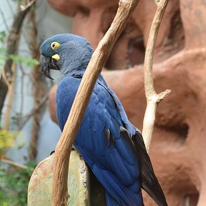 Lear's macaw