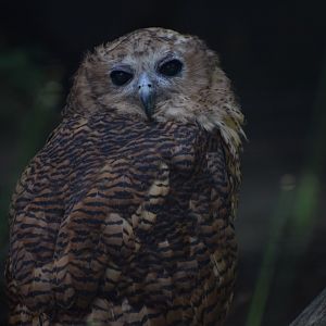 Pel's fishing owl