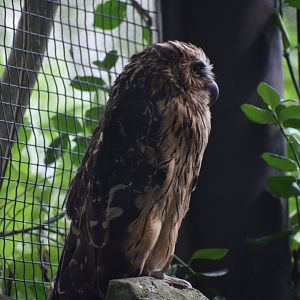 Buffy fish owl