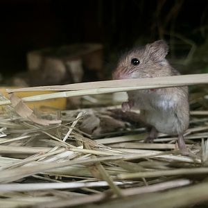 Harvest Mouse (Micromys minutus)