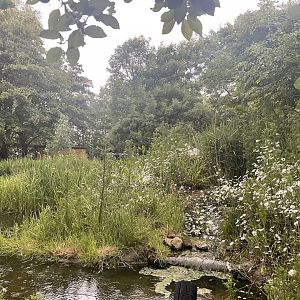 European Otter Enclosure