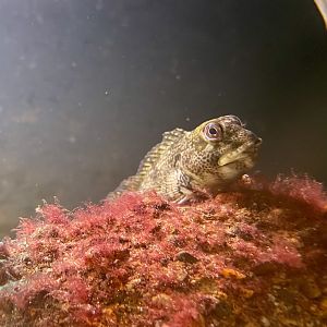 Black Goby (Gobius niger)