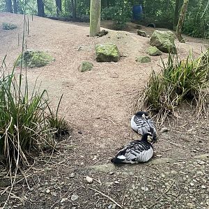 Sand Bank in Ken West Aviary