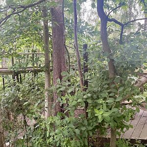 Arctic Fox Enclosure (1)