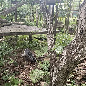 Arctic Fox (Vulpes lagopus)