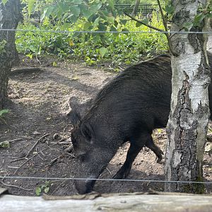 Young Wild Boar, (Sus scrofa)