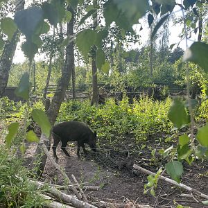 Wild Boar Enclosure (1)