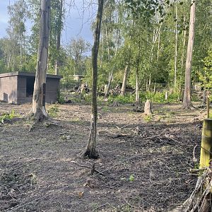 Wild Boar Enclosure (2)