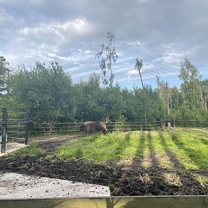 New Wisent (Bison bonasus)