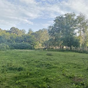 Konik Horse Paddock (2)