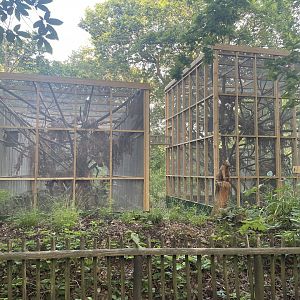 Red Squirrel Enclosures (2)