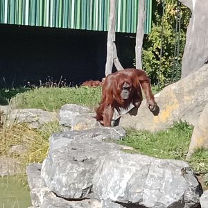 Orangutan, 8.10.22
