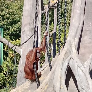 Orangutan, 8.10.22