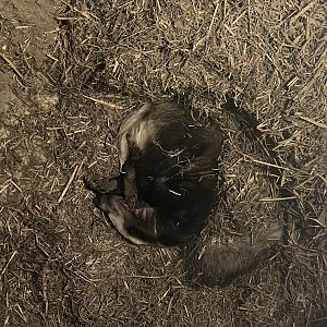 European Badger (Meles meles)