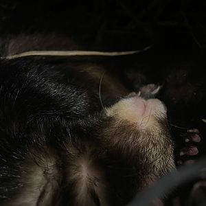 Polecat-Ferret Hybrid (Mustela putorius x furo)