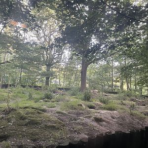 European Badger Outdoor Enclosure