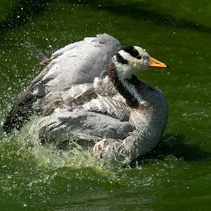 Bar headed goose, CWP, UK