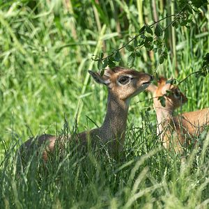 Kirk's Dik-Dik, CWP, UK