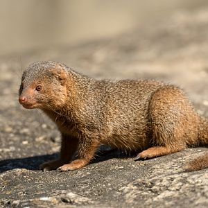 Dwarf Mongoose, CWP, UK