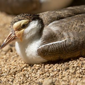 Juvenile masked lapwing, CWP, UK
