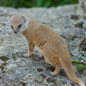 Yellow mongoose pup, CWP, UK