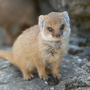 Yellow mongoose pup, CWP, UK