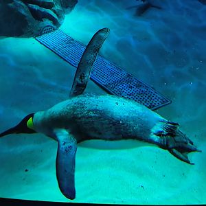 King Penguin