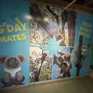 Hamill Family Play Zoo - Indoor Koala Exhibit Signage