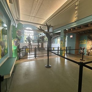 Hamill Family Play Zoo - Indoor Koala Exhibit