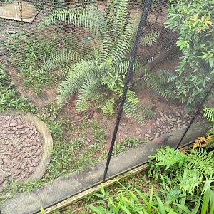 Negros Bleeding-Heart Pigeon