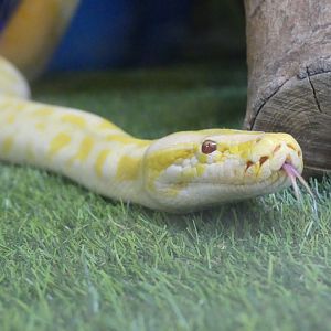 Python ID Help? --> taken at Windmill Farm