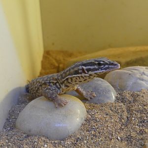 Lizard ID Help?? --> taken at Windmill Farm