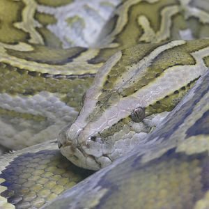 Python ID Help?? --> taken at Windmill Farm