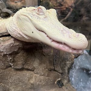 Juvenile Albino American Alligator “Salt”