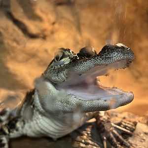 Juvenile American Alligator