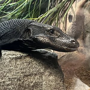 Black Asian Water Monitor “Toothless”
