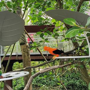 Andean Cock-of-the-Rock