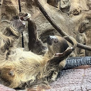 Hoffman’s Two Toed Sloth