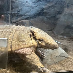 Six banded Armadillo