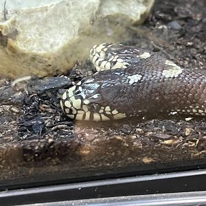 Snake ID