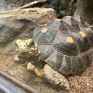 Red footed Tortoise