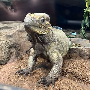 Bella, Rhinoceros Iguana