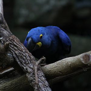 Hyacinth macaw