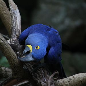 Hyacinth macaw